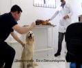 VÍDEO BREAKING NEWS: Clínica Veterinária Unifacvest - 29 | MAR - Agendamentos pelo telefone (49) 3018 - 7812