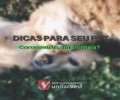 VÍDEO | CORONAVÍRUS EM ANIMAIS? 