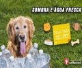 SOMBRA E ÁGUA FRESCA | Dicas para seu pet