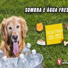 SOMBRA E ÁGUA FRESCA | Dicas para seu pet