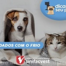 DICAS PARA SEU PET | CUIDADOS COM O FRIO