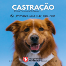 DICAS PARA SEU PET | CASTRAÇÃO